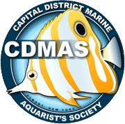 cdmas
